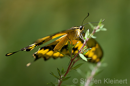 157 Koenigs-Page - Papilio thoas